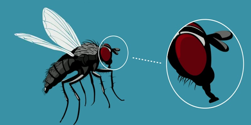 Điều gì đã xảy ra khi ruồi bâu vào thức ăn?