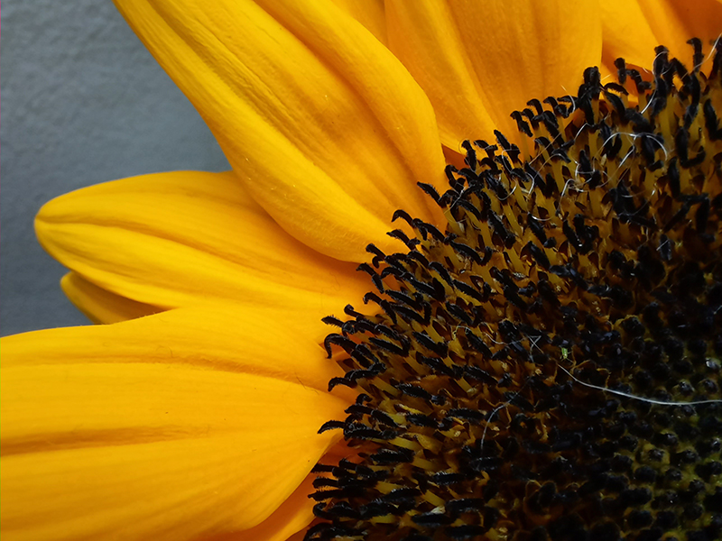 Một bức ảnh macro được chụp từ Galaxy A51