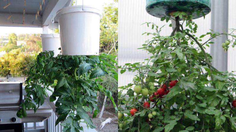 Cách trồng cà chua treo ngược độc đáo mà bạn không nên bỏ qua
