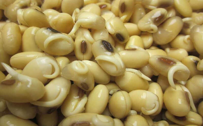 Đậu tương nảy mầm được dùng phổ biến trong chế biến sữa đậu nành, thức ăn, đồ uống dinh dưỡng cho gia đình
