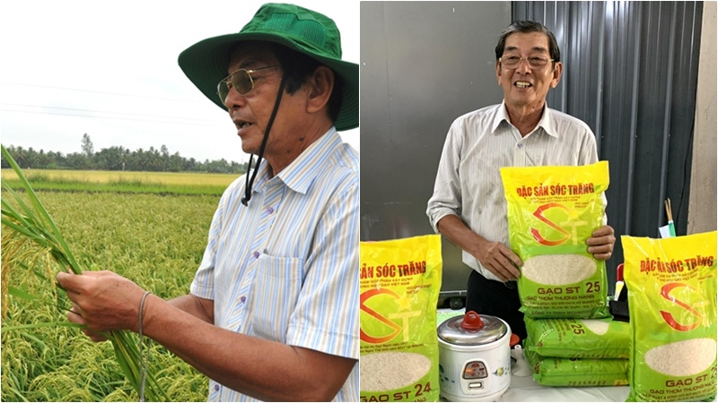Quá trình nghiên cứu giống gạo ST25 Quá trình nghiên cứu giống gạo ST25