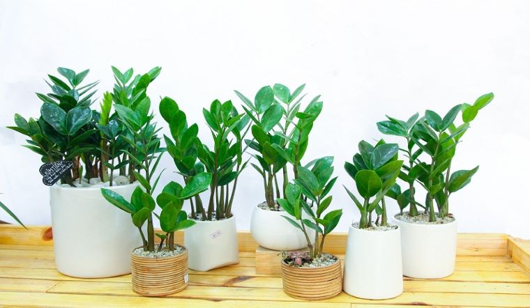 Những cây cảnh nghe tên là thấy giàu, đặt trên bàn thờ càng may mắn hơn gấp bội