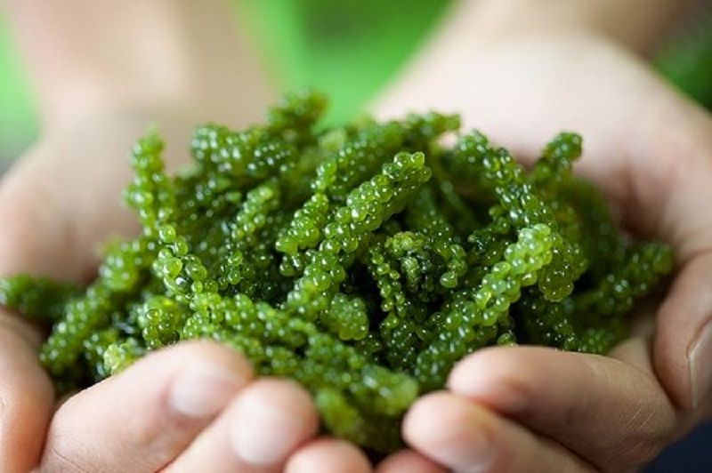 What is grape seaweed? What is the effect of grape seaweed? How to eat and store