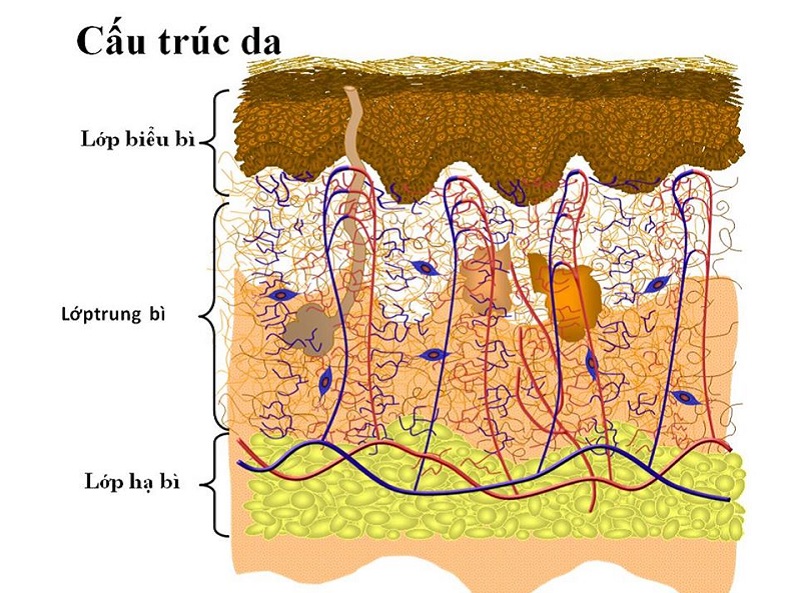 Cách chăm sóc da mỏng, yếu, nổi gân máu trở nên khỏe mạnh, rạng ngời hơn