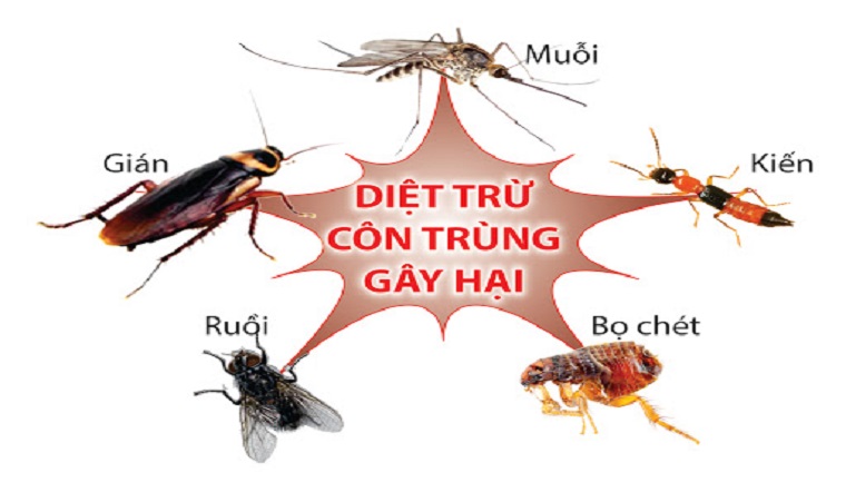 Mẹo đuổi sâu rệp trên cây bằng bia, đảm bảo hết sạch không còn một con