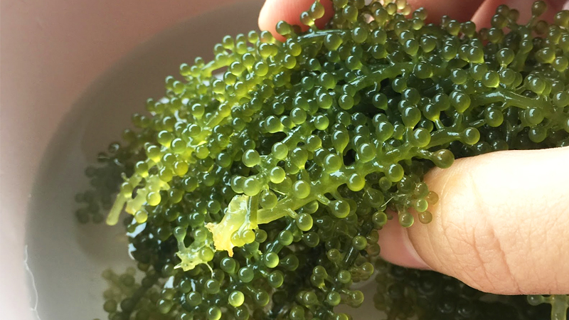 How to prepare and use fresh seaweed and dried seaweed