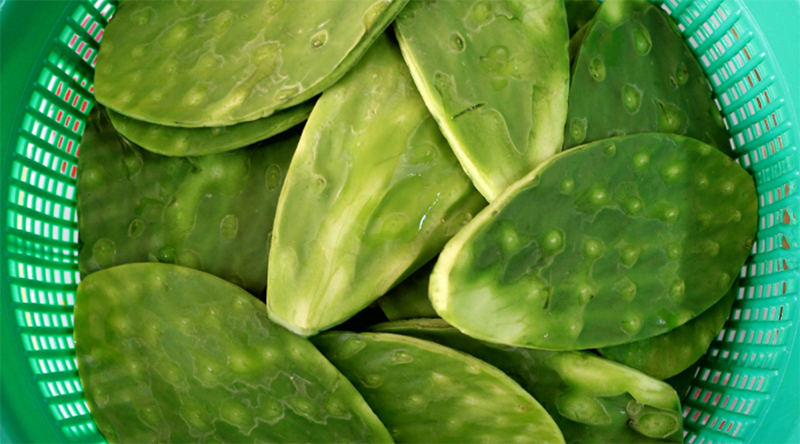 Xương rồng Xương rồng