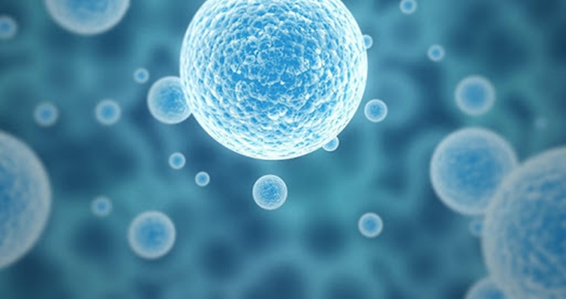 What are stem cells? How do stem cells work for the skin?