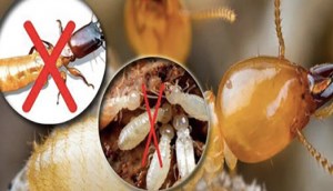 Cách diệt mối mọt tận gốc tại nhà với các loại thuốc sau
