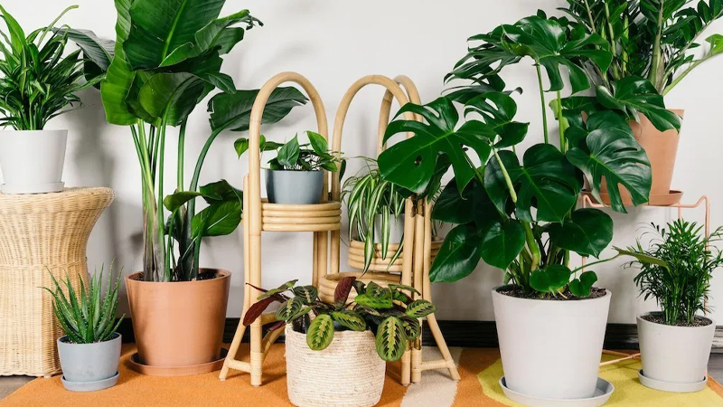 C&acirc;y cối c&oacute; thể khử m&ugrave;i h&ocirc;i kh&aacute; tốt