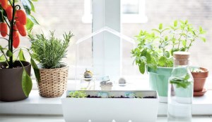 10 loại cây trồng trong nhà giúp khử mùi bếp và đuổi côn trùng siêu hiệu quả