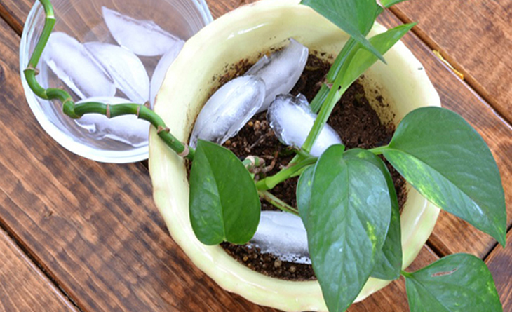 Những tác dụng của đá lạnh mà bạn không ngờ tới