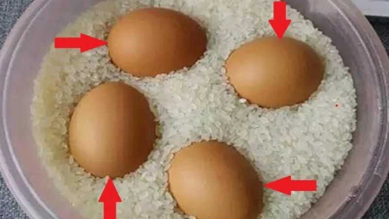 Đặt trứng vào chỗ này thì cả tháng trứng vẫn không bị hỏng