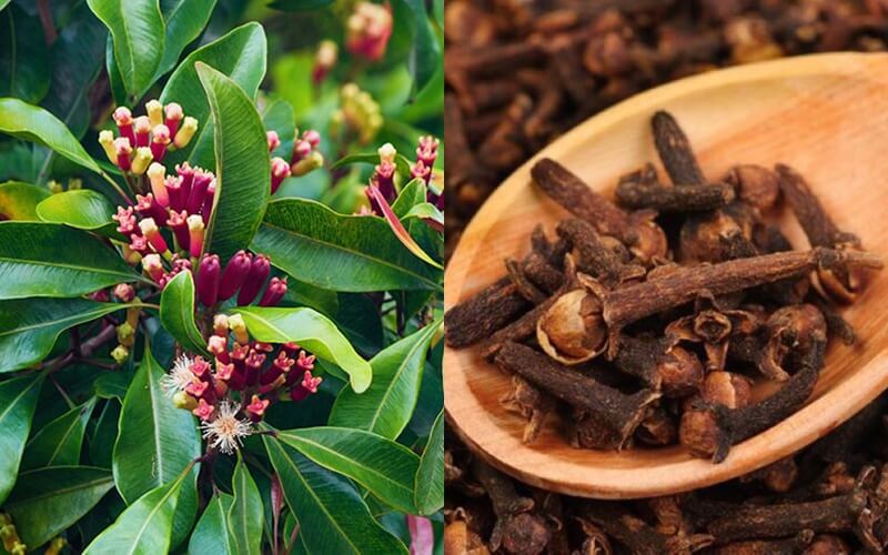 What is clove? The wonderful healing uses of cloves