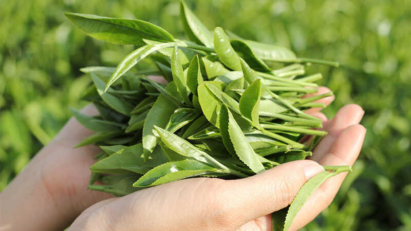 What is organic tea? Review of Vherbs organic teas?