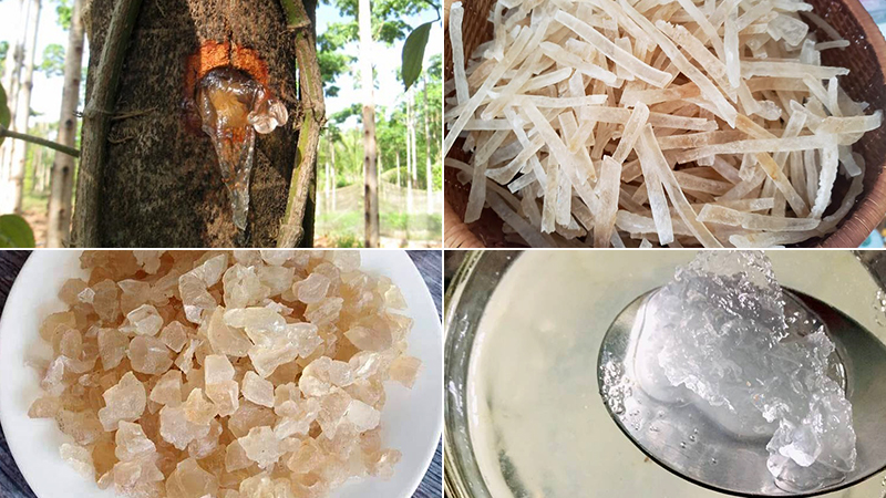 Mủ trôm là gì? Mủ trôm là gì?