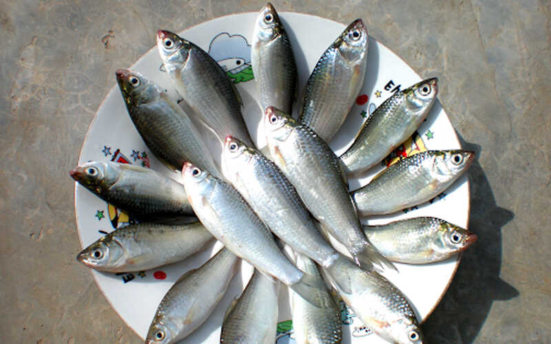 Cá Linh: Đặc sản mùa nước nổi miền Tây, ăn một lần nhớ cả đời