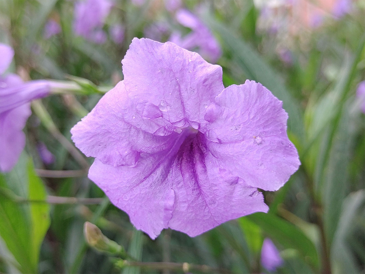 Ảnh chụp bằng chế độ macro trên Nokia 8.3 5G