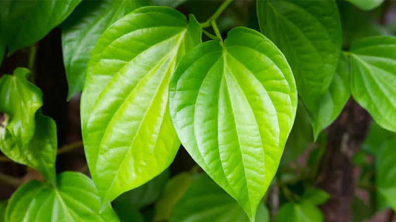 Công dụng chữa đau răng của lá trầu không Công dụng chữa đau răng của lá trầu không