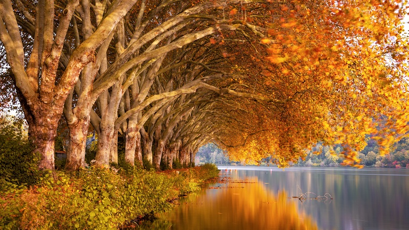 BỘ 205 Hình ảnh mùa thu lá rụng đẹp đến Nao Lòng người  Hình ảnh Mùa thu  Hình
