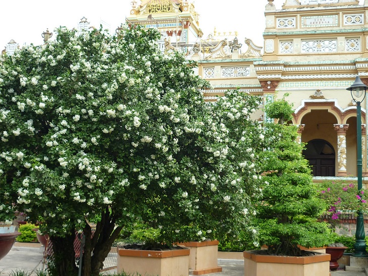 Cây nguyệt quế Cây nguyệt quế