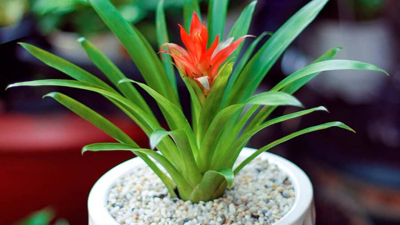 Cây dứa cảnh nến đỏ Cây dứa cảnh nến đỏ
