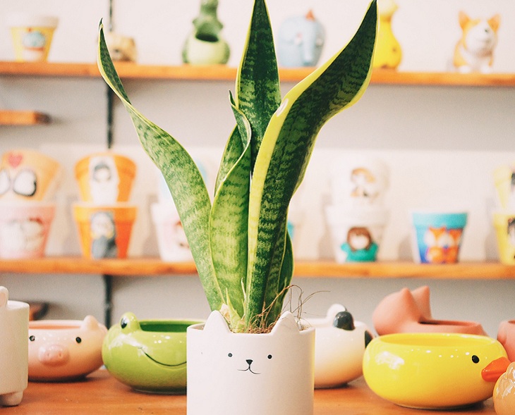 Cây lưỡi hổ Cây lưỡi hổ - những loại cây trồng trong nhà