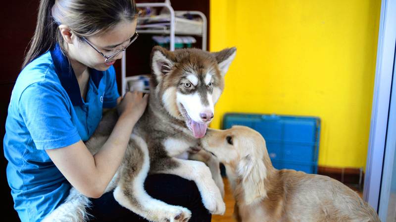 Gửi chăm sóc thú cưng, cây cảnh