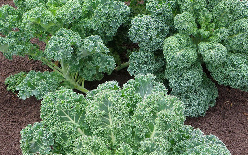 Cải Kale là gì? Ăn cải Kale có tác dụng phụ nào không?