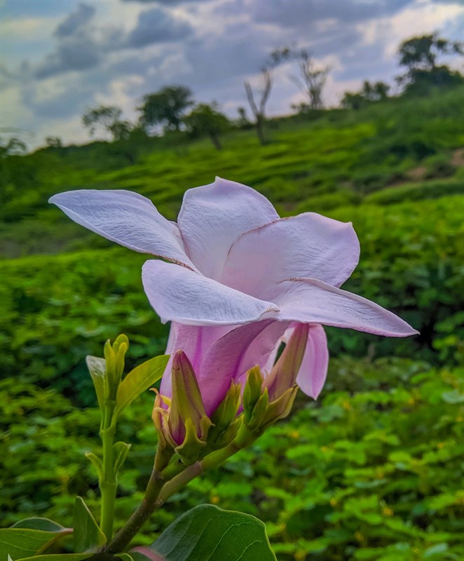 Cach-tai-Google-Camera-8-0-moi-nhat