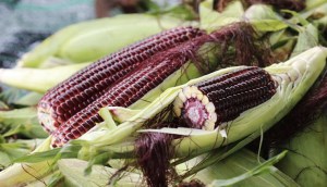 Bắp nữ hoàng đỏ là gì? Lợi ích ra sao? Ăn như thế nào?