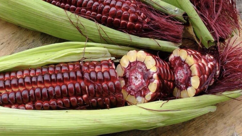 What is red queen corn? What are the benefits? How to eat?