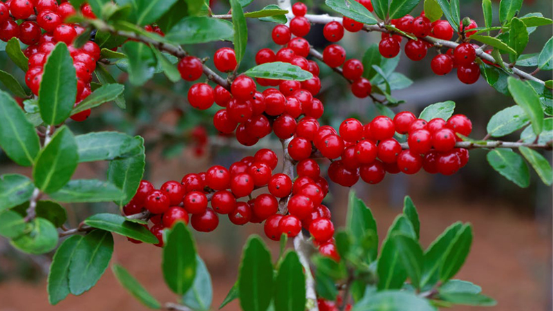 Cranberry hay trái nam việt quất