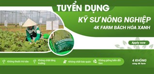 4K Farm Bách hóa XANH tuyển dụng Kỹ sư Nông nghiệp tại Vũng Tàu