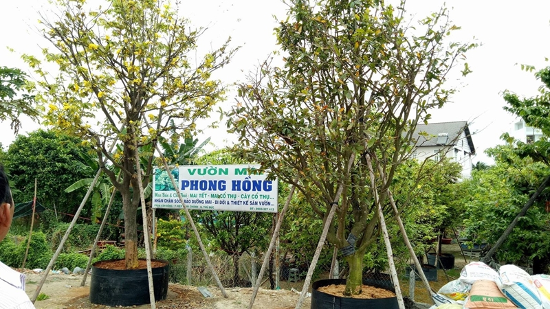 Vườn mai Hồng Phong