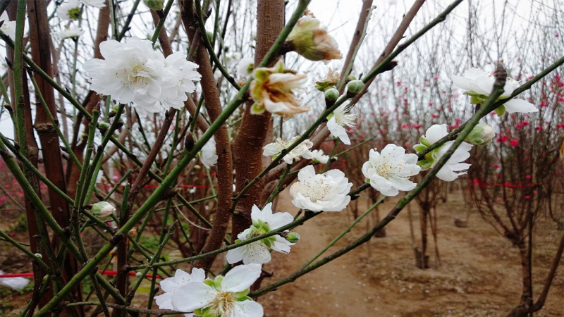 Hoa bạch đào