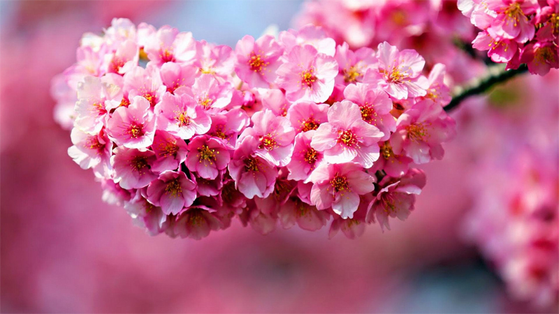 Hoa đào: Nguồn gốc, ý nghĩa và cách chăm sóc hoa đào ngày Tết