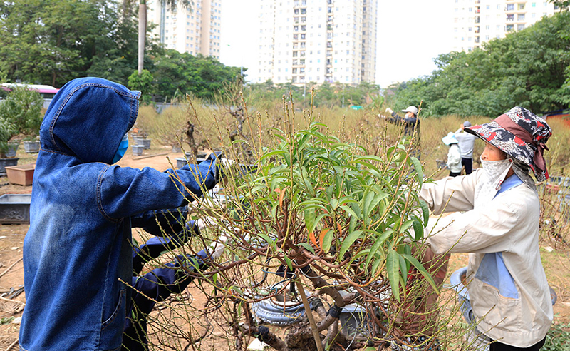 Kỹ thuật trồng cây hoa đào ngày tết