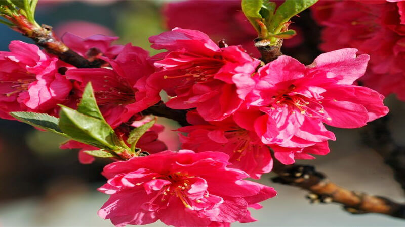 Hoa đào: Nguồn gốc, ý nghĩa và cách chăm sóc hoa đào ngày Tết