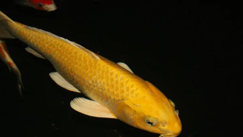 Cá chép vàng
