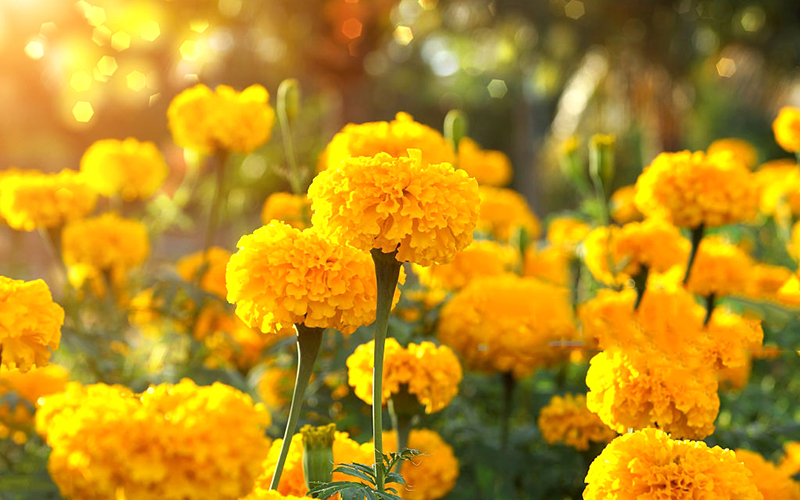 Hoa cúc vạn thọ là gì? Ý nghĩa của hoa cúc vạn thọ ngày Tết