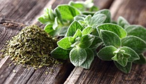 Lá Oregano là gì? Công dụng và cách sử dụng lá Oregano