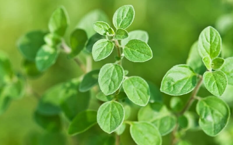 Lá Oregano còn có tên gọi khác là lá kinh giới cay