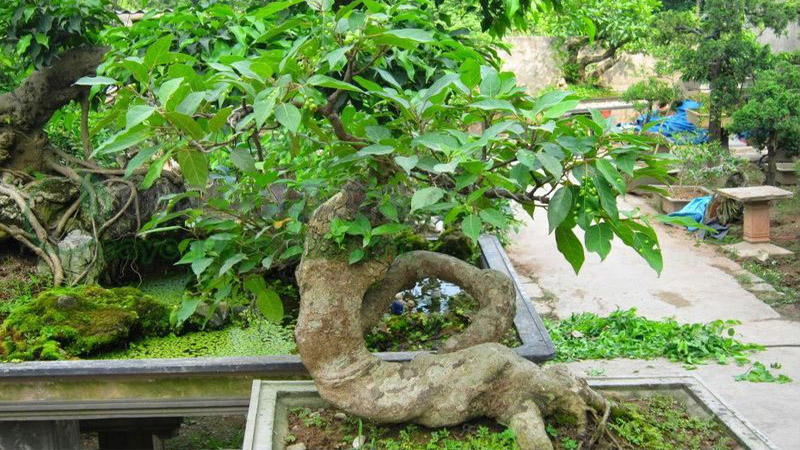 Cây sung bonsai