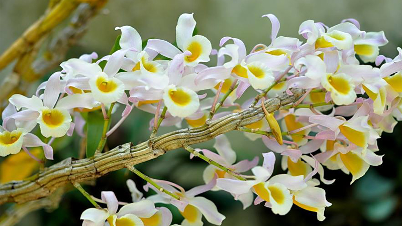 Hoa lan Hoàng phi hạc