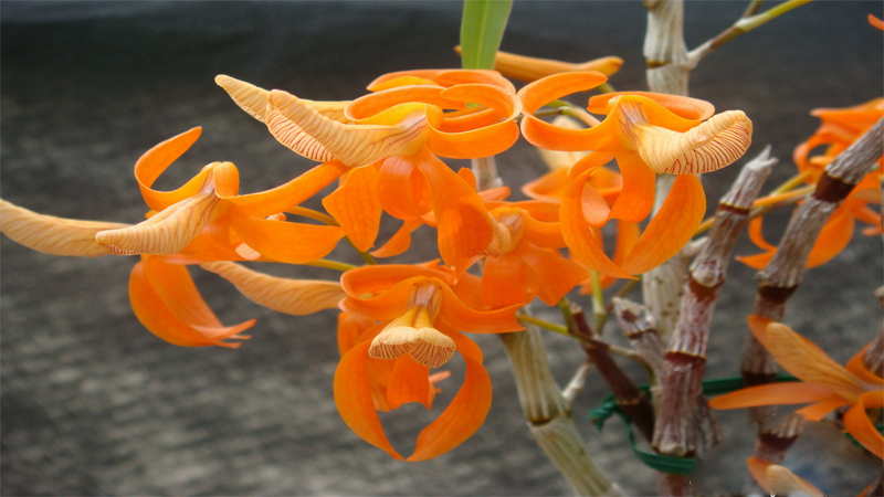 Hoa lan đơn cam