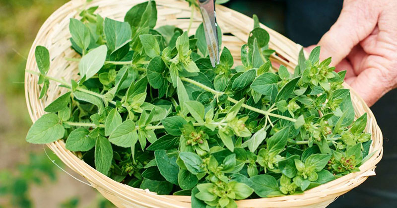 Cây Oregano có thể trồng tại nhà