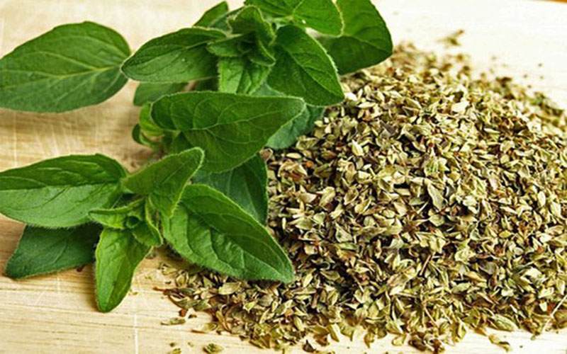 Lá Oregano tươi và khô loại nào tốt hơn?