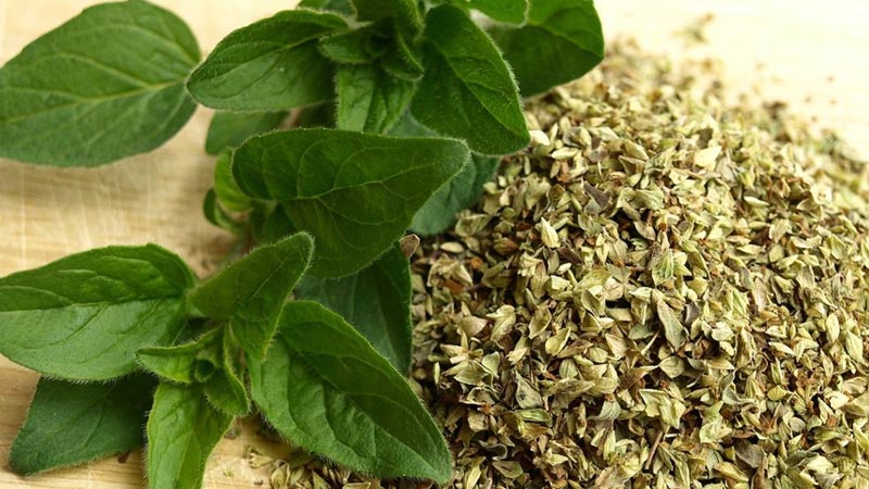 Lá Oregano