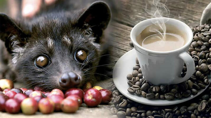 What is weasel coffee? How to make delicious weasel coffee in the right way